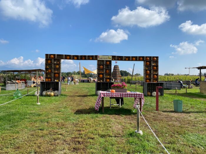 Tulipania Pumpkin Patch